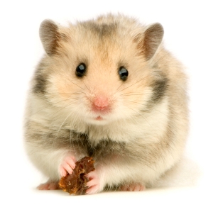 hamster.jpg